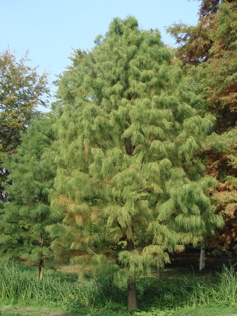Taxodium ascendens 'Nutans'